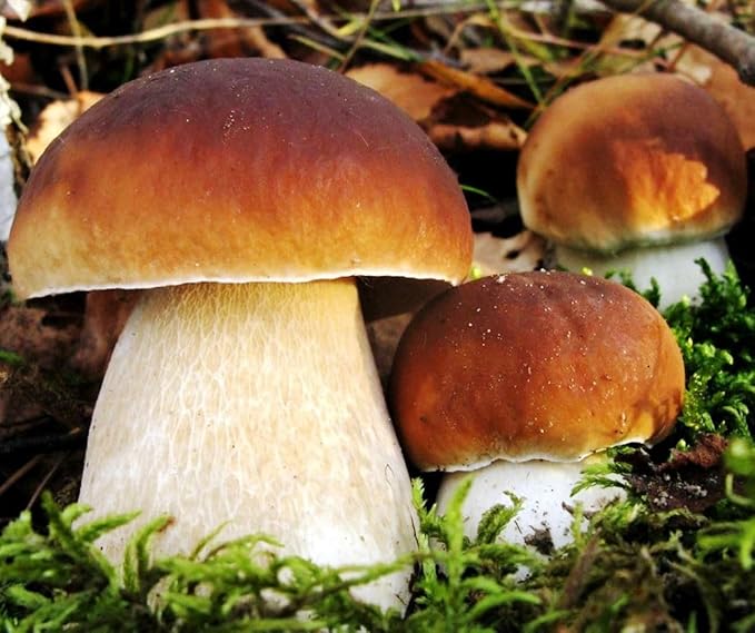 Porcini Mushrooms Spores King Boletus Spawn Mycelium Dried Seeds for Planting Non GMO 100 Seeds