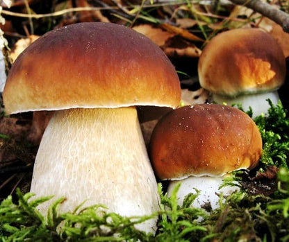 Porcini Mushrooms Spores King Boletus Spawn Mycelium Dried Seeds for Planting Non GMO 100 Seeds