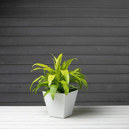 Novelty Artstone 35102 Ella Square Planter, White