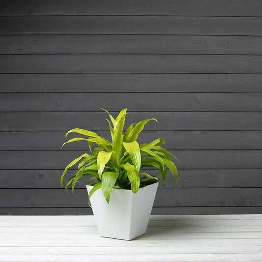 Novelty Artstone 35102 Ella Square Planter, White