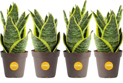 Costa Farms Snake Plant (4-Pack), Spring Decor, Giftable Plant Item, Live Indoor and Outdoor Sansevieria Plants, Easy Care Live Succulent Houseplants Potted in Nursery Pots, 8-Inches Tall
