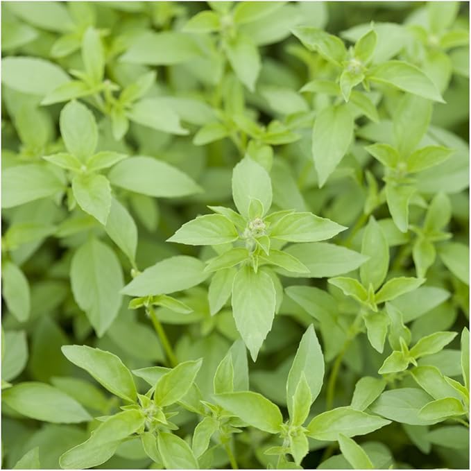 Seed Needs Basil Seeds Variety Pack of 8 Herbs for an Indoor Outdoor Garden