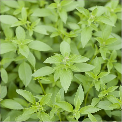 Seed Needs Basil Seeds Variety Pack of 8 Herbs for an Indoor Outdoor Garden