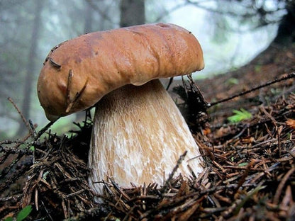 Porcini Mushrooms Spores Non GMO Heirloom 100 Seeds