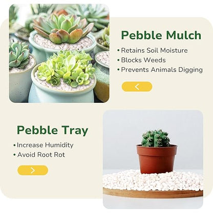 GreatBuddy 5-lb Decorative Rocks for Indoor Plants, 3/8" White Pebbles, Small Rocks for Potted Plants, Succulent, Vases, Aquariums, Fish Tanks, Garden Landscaping, Natural Polished