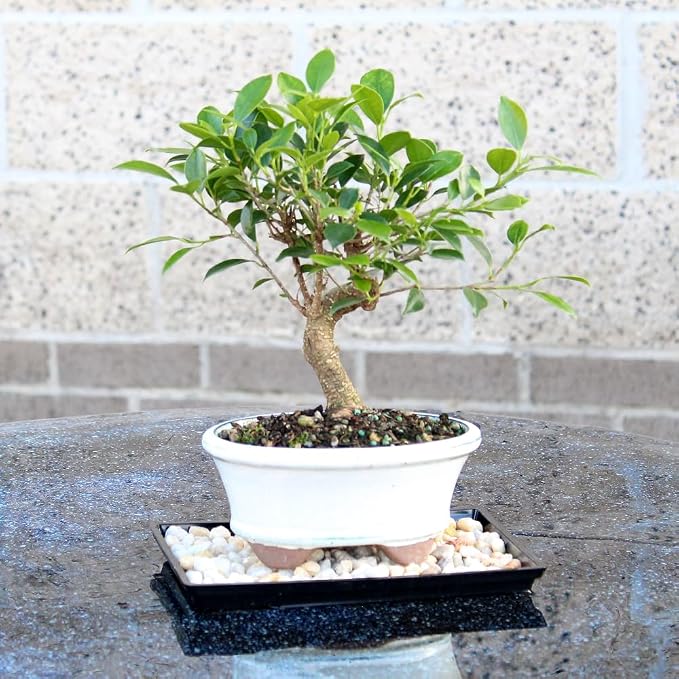 Brussel's Bonsai - Live Golden Gate Ficus Bonsai Tree with Ceramic Bonsai Pot & Humidity Tray, Indoor Bonsai Plant, 7 Years Old, 8-16 Inches Tall, Easy Care Houseplant for Home or Office (Medium)