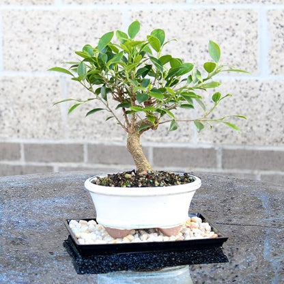 Brussel's Bonsai - Live Golden Gate Ficus Bonsai Tree with Ceramic Bonsai Pot & Humidity Tray, Indoor Bonsai Plant, 7 Years Old, 8-16 Inches Tall, Easy Care Houseplant for Home or Office (Medium)