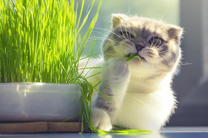 Gardenera Cat Grass Planting Mix - Cultivate Nutritious Grass for Your Beloved Kitty - 4 QUARTS
