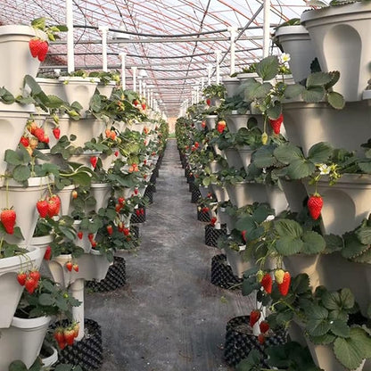 Strawberry Vertical Planters, 3 Tiered Stacking Tower Garden, Stackable Herb Vegetable Planters with Movable Casters and Bottom Saucer Indoor and Outdoor - White