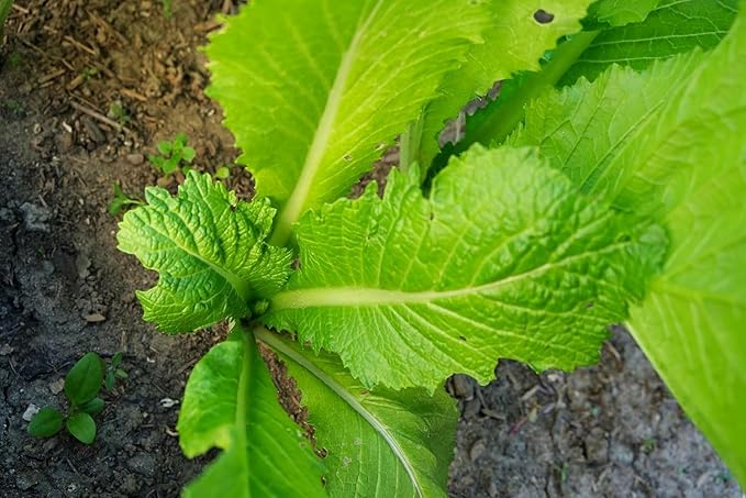 500+ Florida Broadleaf Mustard Seeds for Planting Seeds Bulk Heirloom Non GMO Vegetable Garden