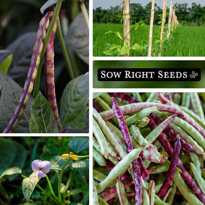 Sow Right Seeds - Top Pick Pinkeye Cowpea Seeds for Planting - Non-GMO Heirloom Packet with Instructions to Plant a Vegetable Garden - Market Favorite Bush Bean Variety - Interesting Pink Pods (1)