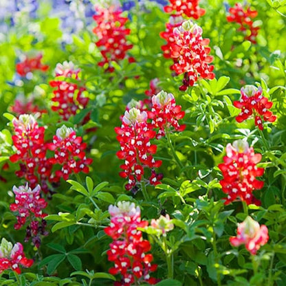 1000+ Perennial Red Texas Bluebonnet Seed-Texas Lupine Flower for Planting Grow in Garden Home Heirloom