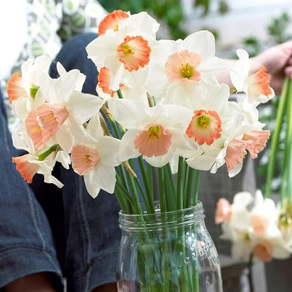 Garden State Bulb Pink Mix Daffodil Flower Bulbs, 14/16cm, Fall Planting (Bag of 25)