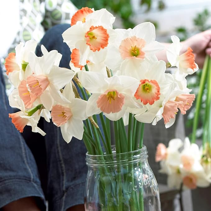 Garden State Bulb Pink Mix Daffodil Flower Bulbs, 14/16cm, Fall Planting (Bag of 250)