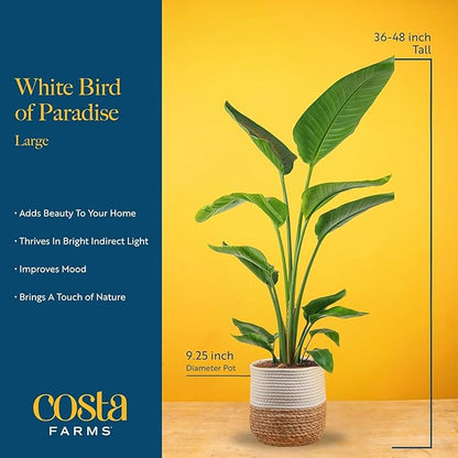 Costa Farms White Bird of Paradise, Strelitzia nicolai, Live Indoor Plant in Décor Planter Pot, Air-Purifying Tropical Houseplant, Housewarming Gift, Living Room, Office, and Home Decor, 3-4 Feet Tall