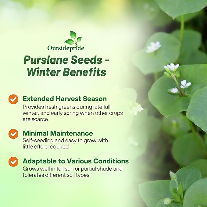 Outsidepride Winter Purslane Seeds for Planting - 10,000 Pcs Annual, Easy to Grow, Vitamin-Rich & Drought Tolerant Succulent Seeds for Culinary, Xeriscaping, Containers & Hanging Baskets