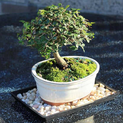 Brussel's Live Chinese Elm Outdoor Bonsai Tree - 5 Years Old; 10" to 14" Tall with Decorative Container, Humidity Tray & Deco Rocks