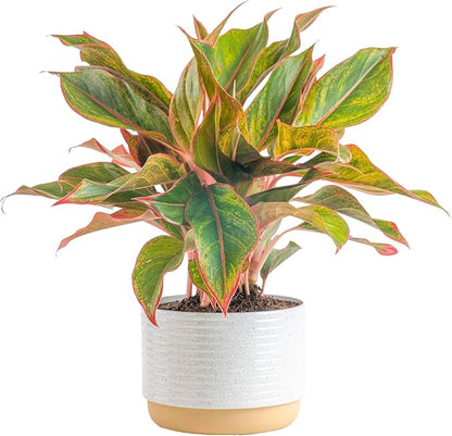 Costa Farms Chinese Evergreen Live Plant in Decorative Pot, Easy to Maintain, Air Purifying Indoor Houseplant, Home, Room, or Office Decor, House Warming or Birthday Gift, 12-18 Inches Tall