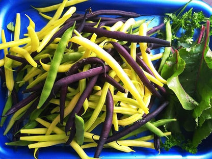 Seeds Beans Giant Bush Cluster Mix 40 Days Non GMO Vegetable for Planting
