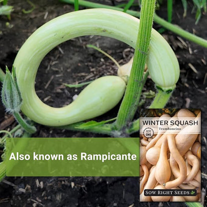 Sow Right Seeds - Tromboncino Rampicante Squash Seeds for Planting - Non-GMO Heirloom Packet with Instructions to Plant a Home Vegetable Garden - Grow Tasty Squash at Home, Great for Cooking