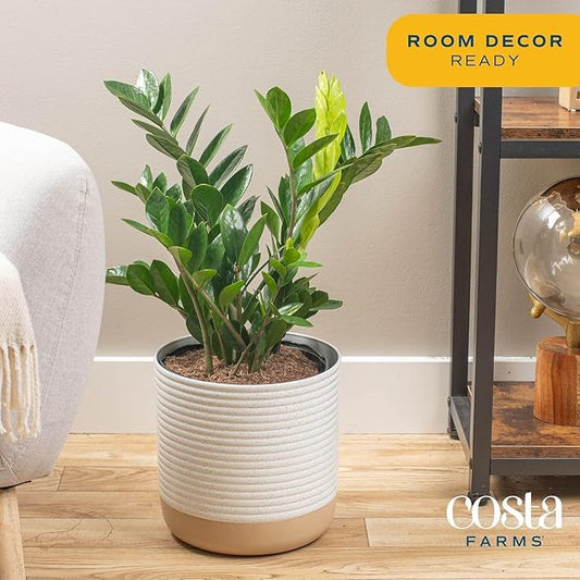 Costa Farms ZZ Live Plant in Decorative Pot, Easy to Maintain, Large Air Purifying Indoor Houseplant, Perfect for Home, Room, or Office Decor, Great House Warming or Birthday Gift, 2-3 Feet Tall
