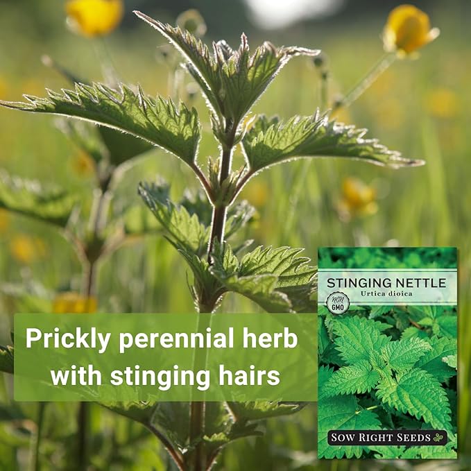 Sow Right Seeds - Stinging Nettle Seeds for Planting - Urtica Dioica - Non-GMO Heirloom Variety - Herb for Medicinal Tea & Salads - Easy to Grow Indoor/Outdoor - Gardening Benefits & More (1)