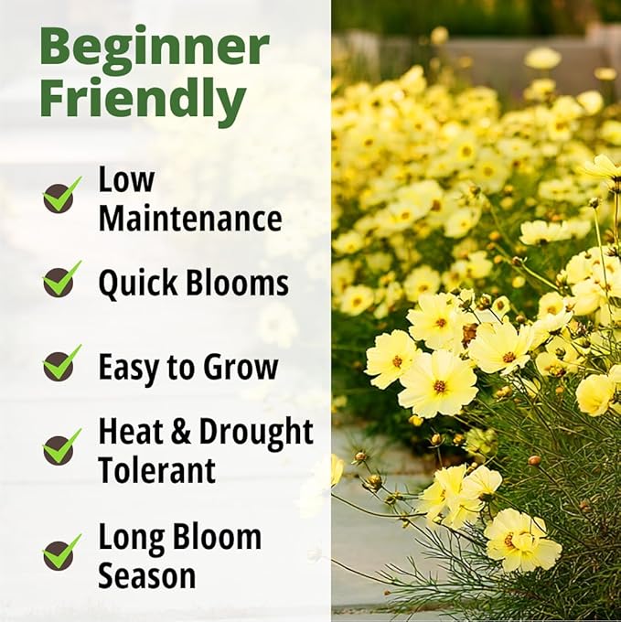 HOME GROWN Dwarf Lemon Cosmos Seeds | 600 Non-GMO Open-Pollinated Seeds (2 Packs, 300 Each) | Compact Yellow Annual Flower Seeds, Blooms in 50–60 Days, USDA Zones 2–11