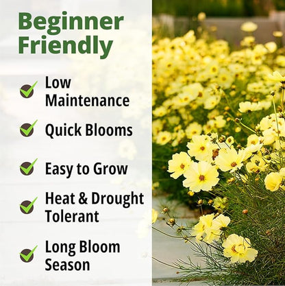 HOME GROWN Dwarf Lemon Cosmos Seeds | 600 Non-GMO Open-Pollinated Seeds (2 Packs, 300 Each) | Compact Yellow Annual Flower Seeds, Blooms in 50–60 Days, USDA Zones 2–11