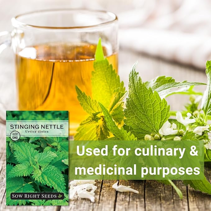 Sow Right Seeds - Stinging Nettle Seeds for Planting - Urtica Dioica - Non-GMO Heirloom Variety - Herb for Medicinal Tea & Salads - Easy to Grow Indoor/Outdoor - Gardening Benefits & More (1)