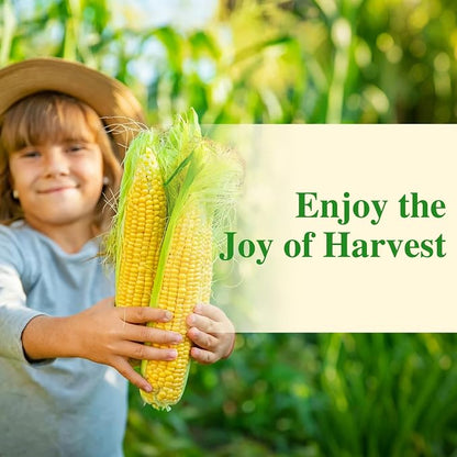 Groundio Golden Bantam Corn Seeds, 100 Non-GMO Heirloom Vegetable Seeds, High Germination Sweet Corn Seed for Outdoor Home Garden (Zea mays)