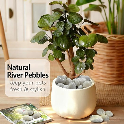 15LB White Rocks, High Polished 1–2 inch Decorative Rocks for Plants, Lava Rocks for Plants, White Pebbles for Indoor Plants, Aquarium & Fish Tank Rocks,Garden Landscaping River Stones