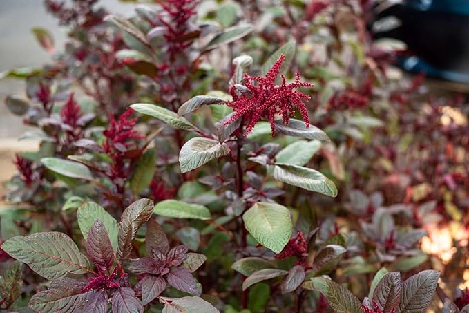 500+ Pcs Amaranth Seeds for Planting, Non-GMO, High Germination, Red and Green Leaf Variety, Vegetable Seeds for Microgreens, Sprouts, Home Garden, Indoor or Outdoor Containers