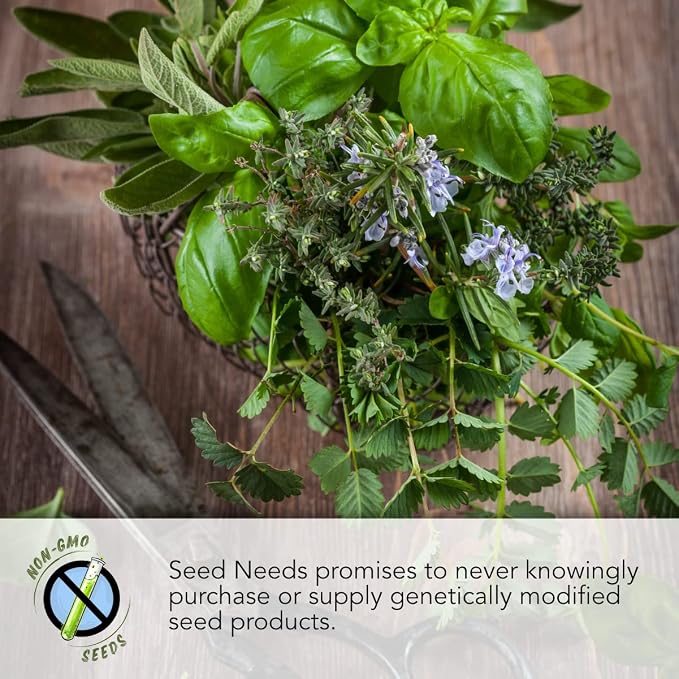 Seed Needs Italian Herb Seeds Variety Pack of 5 Rosemary Basil Sage & More