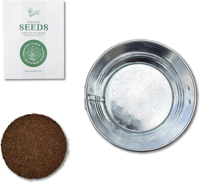 Buzzy Seeds Spruce Christmas Tree Grow Kit - Metal Windowsill Planter - Complete Indoor/Outdoor Gardening Kit with Seeds, Coconut Husk Growing Medium & Genuine Pots - 100% Grow Guarantee