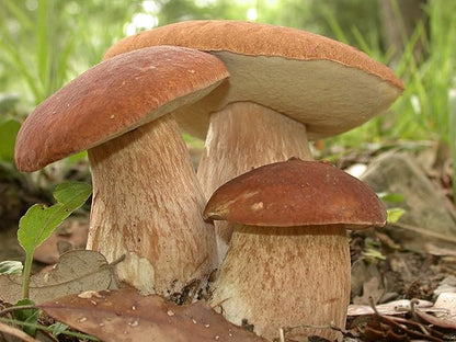 Porcini Mushrooms Spores King Boletus Spawn Mycelium Dried Seeds for Planting Non GMO 100 Seeds