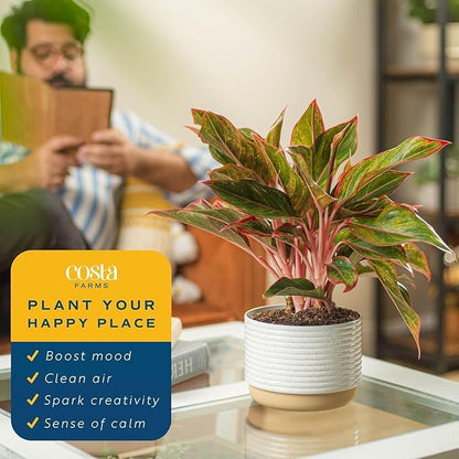 Costa Farms Chinese Evergreen Live Plant in Decorative Pot, Easy to Maintain, Air Purifying Indoor Houseplant, Home, Room, or Office Decor, House Warming or Birthday Gift, 12-18 Inches Tall