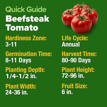 HOME GROWN Beefsteak Tomato Seeds 600+ Heirloom Non-GMO Seeds for Planting, High Germination, Indeterminate Extra Large Meaty Slicing Tomato,Prolific Garden Crop, Sandwich Ready (Solanum lycopersicum)