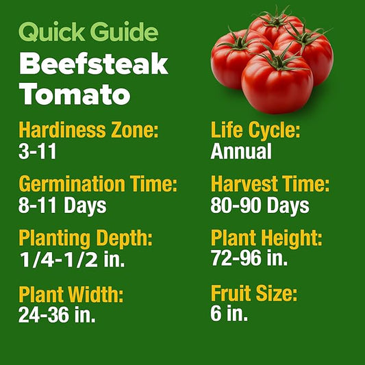 HOME GROWN Beefsteak Tomato Seed 2Pack - 600 Heirloom Tomato Seeds for Planting Outdoors – High-Yield Non-GMO Vegetable Seeds for Growing Large, Meaty Tomatoes for Summer Dishes (Solanum lycopersicum)