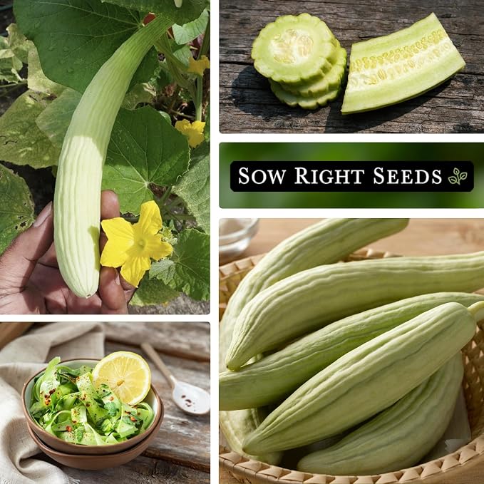 Sow Right Seeds - Armenian Pale Green Cucumber Seeds for Planting - Non-GMO Heirloom Packet with Instructions to Plant and Grow a Home Vegetable Garden - Yard Long Variety for Outdoors (3)