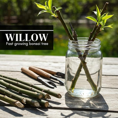 2 Miniature Weeping Willow Tree Cuttings to Grow - Stunning Weeping Branches are a Sight to See - Fast & Easy to Grow - Perfect for Indoor Pots or Outdoor Gardens, Unique Bonsai Gift for Gardeners