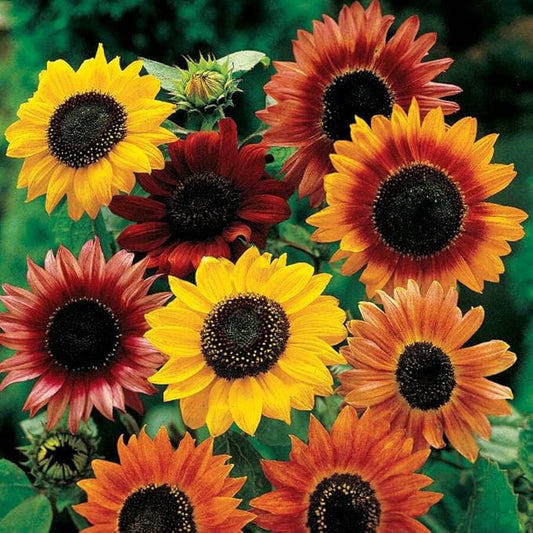 Grow Your Own Vibrant Annual and Perennial Wildflower Garden Seeds Mixture, Varieties for Pollinators and Spring Gardens - Large Colored Sunflower Mix, 1/4 lb