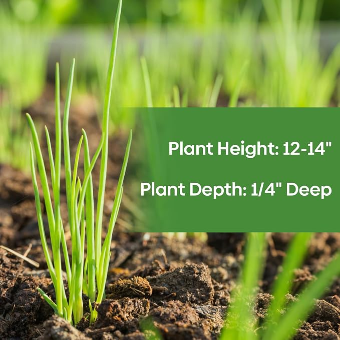 Groundio Heshiko Japanese Bunching Green Onion Seeds, Non-GMO Heirloom, Mild Flavor Scallions for Cooking, High Yield Kitchen Garden Indoors & Outdoors (Allium fistulosum)