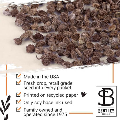 Bentley Seed Co. Thank You Packet - Help Us Grow Forget Me Not - 25 Seed Packets - Perfect Eco-Friendly Thank You Gift - Non GMO Seeds, Blue
