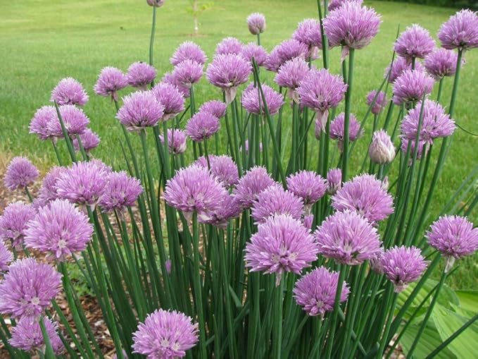 Seeds Chives Onion (Garlic Scapes) Green Non GMO Vegetable for Planting