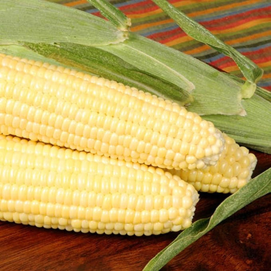 Bodacious R/M Hybrid Corn Garden Seed (Treated) - 1 Lb ~2,031 Seeds - Non-GMO, SE (Sugary Enhanced) Vegetable Gardening Seeds