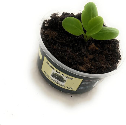 Tree Grow Kit | Easy to use | Educational | Memorial Gift | Plant It for The Planet | Grow Your Own Tree |Wide Selection to Choose from (Olive)