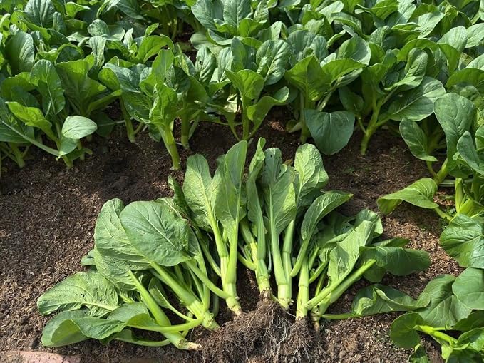 4000 Premium Choy Sum Seeds – Cải Ngồng – Yu Choy – Flowering Chinese Cabbage Seeds – Non-GMO, Heirloom, 99% Germination Rate, Easy to Grow Vegetable for Yard & Garden Planting