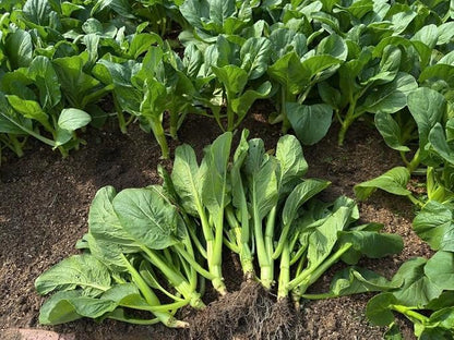 4000 Premium Choy Sum Seeds – Cải Ngồng – Yu Choy – Flowering Chinese Cabbage Seeds – Non-GMO, Heirloom, 99% Germination Rate, Easy to Grow Vegetable for Yard & Garden Planting
