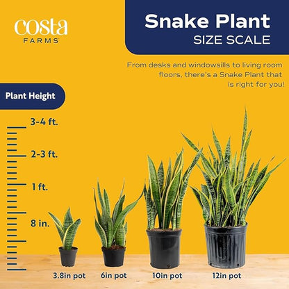 Costa Farms Snake Plant, Sansevieria Live Plant in Decorative Pot, Easy to Maintain, Air Purifying Succulent Indoor Houseplant, Assorted Variety, Home, Room, or Office Décor, 8-12 Inches Tall