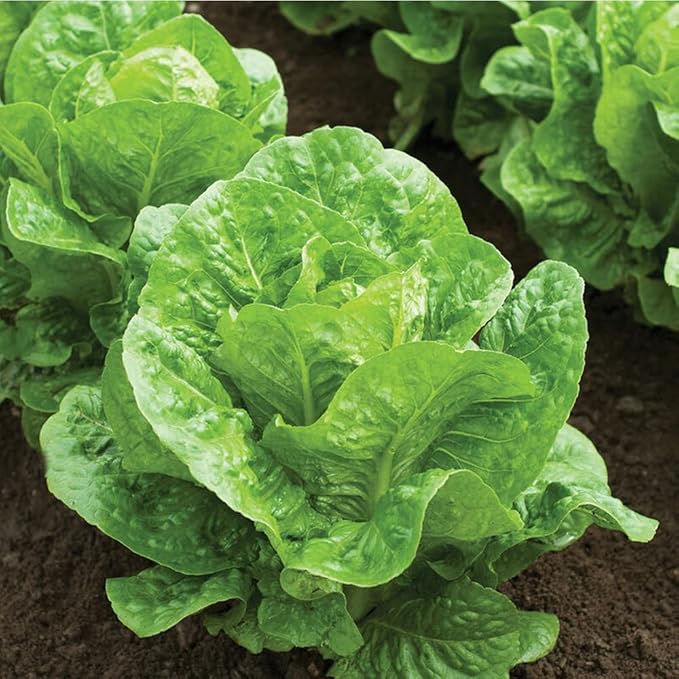 Groundio Romaine Lettuce Seeds Parris Island Vegetable Seeds for Indoor Hydroponic & Outdoor Gardens, Non-GMO 7000 Seeds for Planting, High Germination, Grown in USA(Lactuca Sativa)